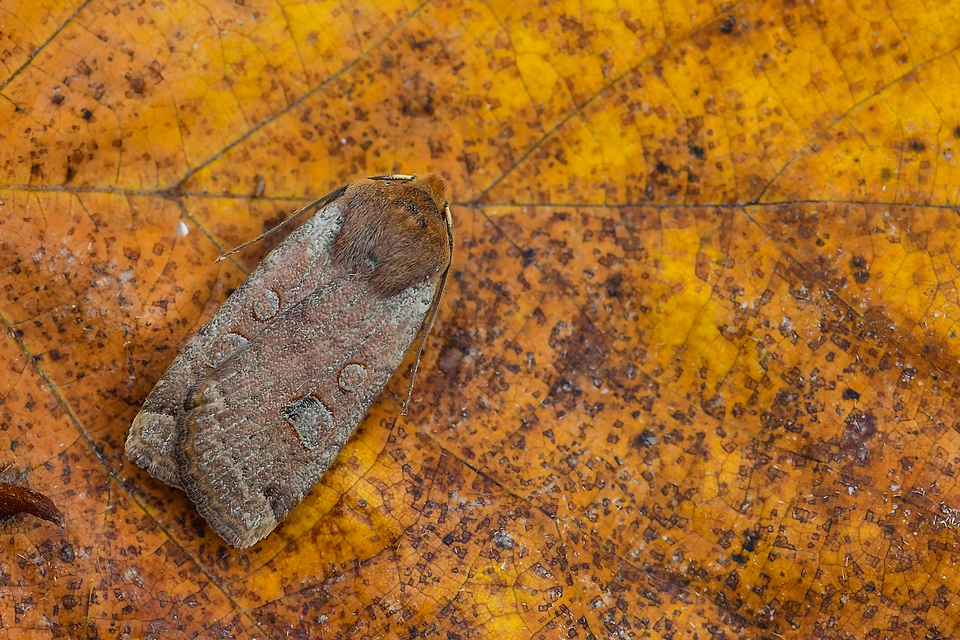 Conistra erythrocephala - vörösfejű őszibagoly