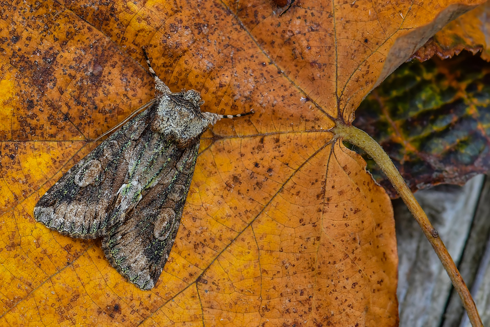 Allophyes oxyacanthae - galagonyabagoly