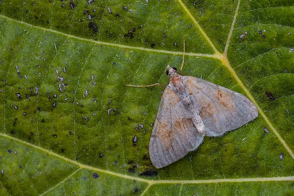 Pennithera firmata - sárgásvörös fenyőaraszoló