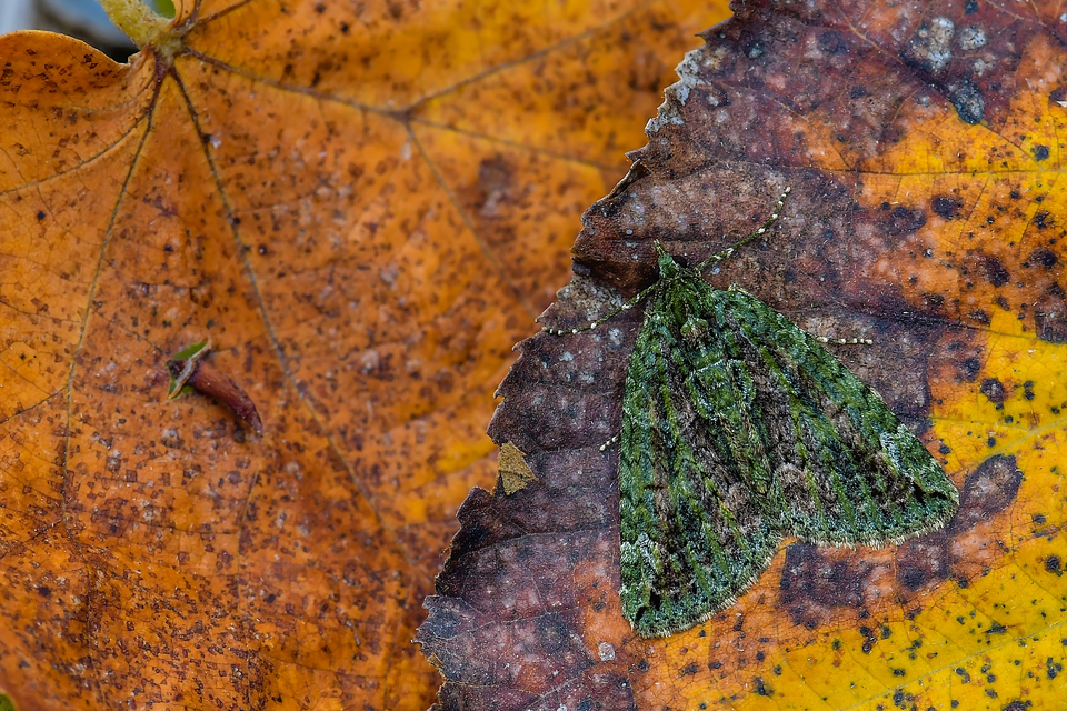 Chloroclysta siterata - salátazöld araszoló