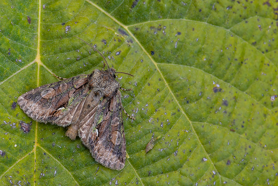 Allophyes oxyacanthae - galagonyabagoly