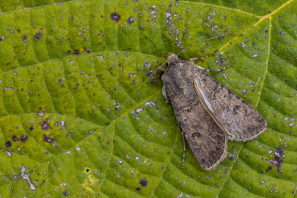 Agrotis segetum - vetési földibagoly
