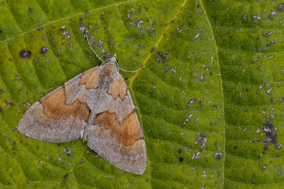 Pennithera firmata - sárgásvörös fenyőaraszoló