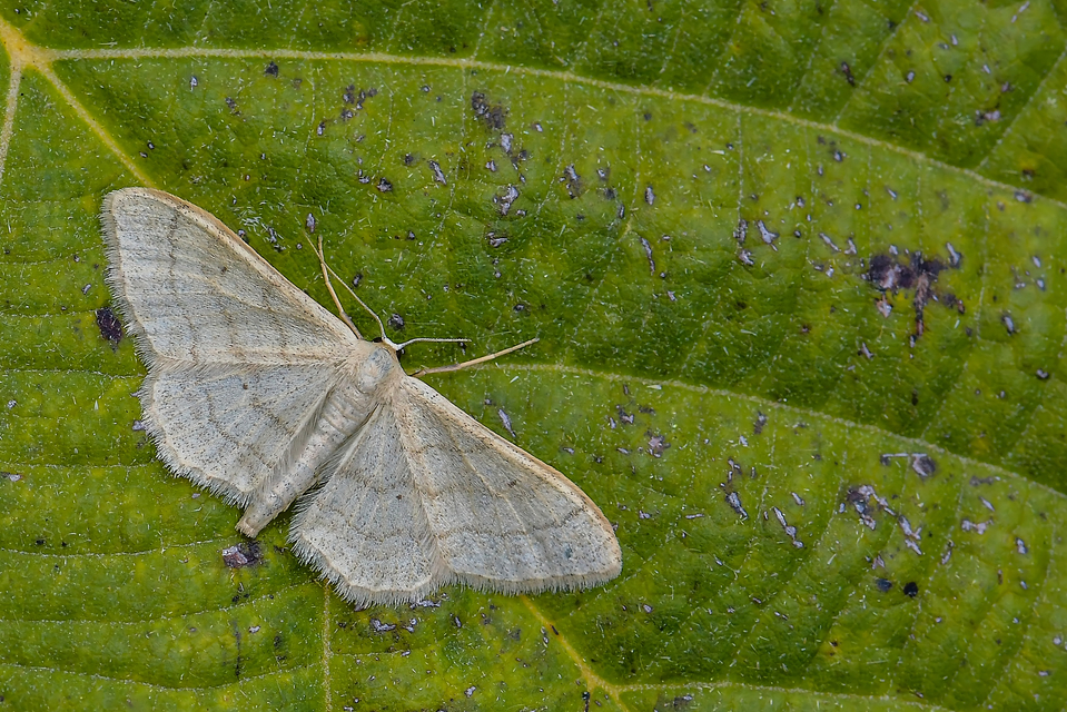 Idaea deversaria - egyszínű sávosaraszoló