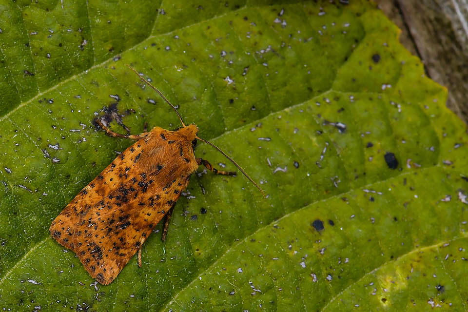 Conistra rubiginea - vörös őszibagoly