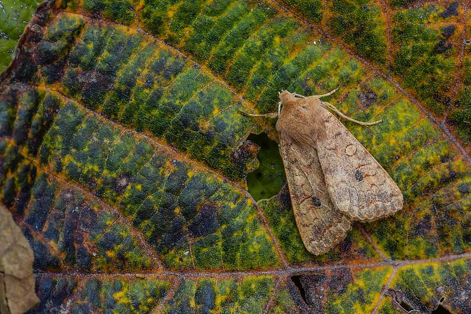 Sunira circellaris - okkersárga őszibagoly