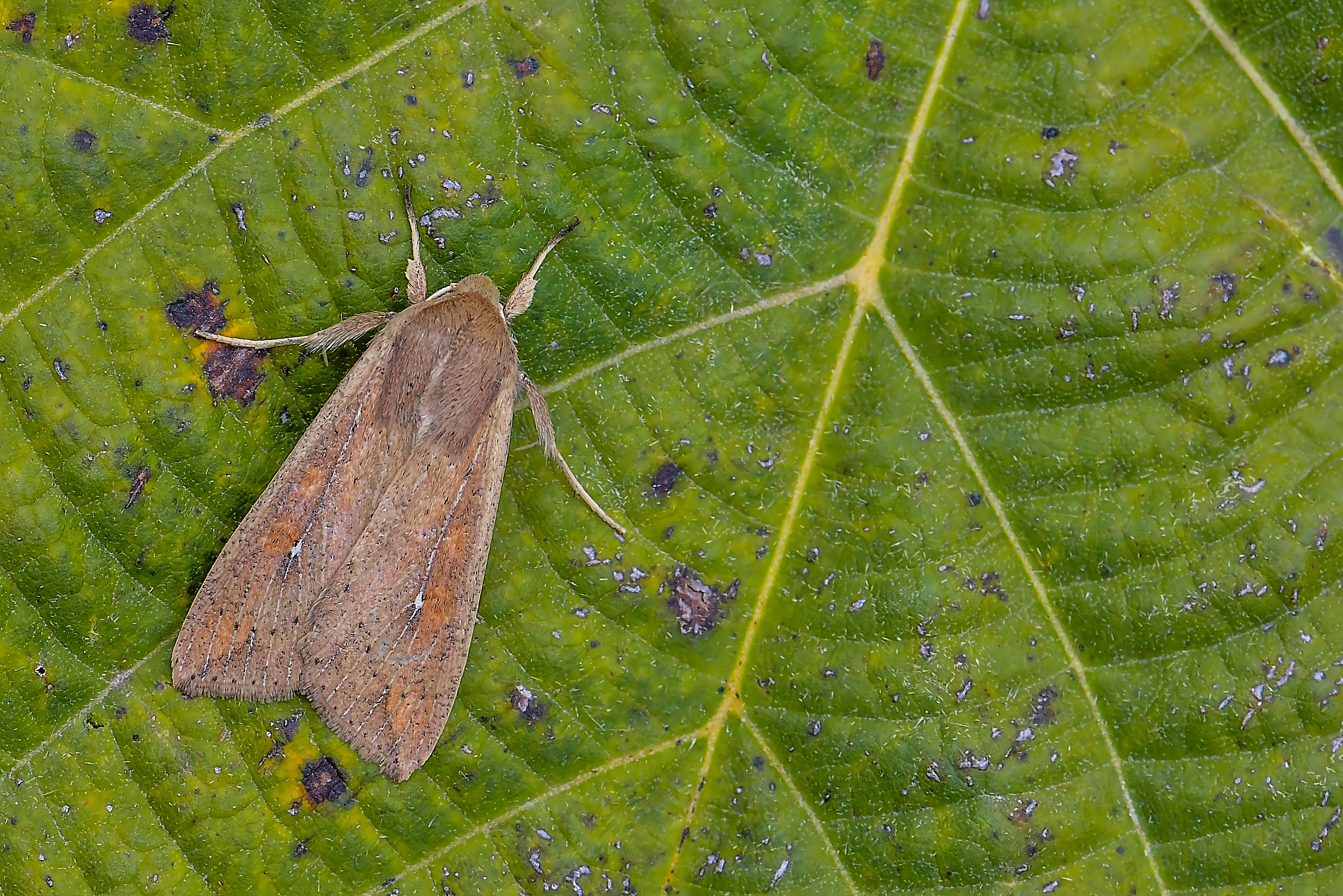 Mythimna unipuncta - hordabagoly