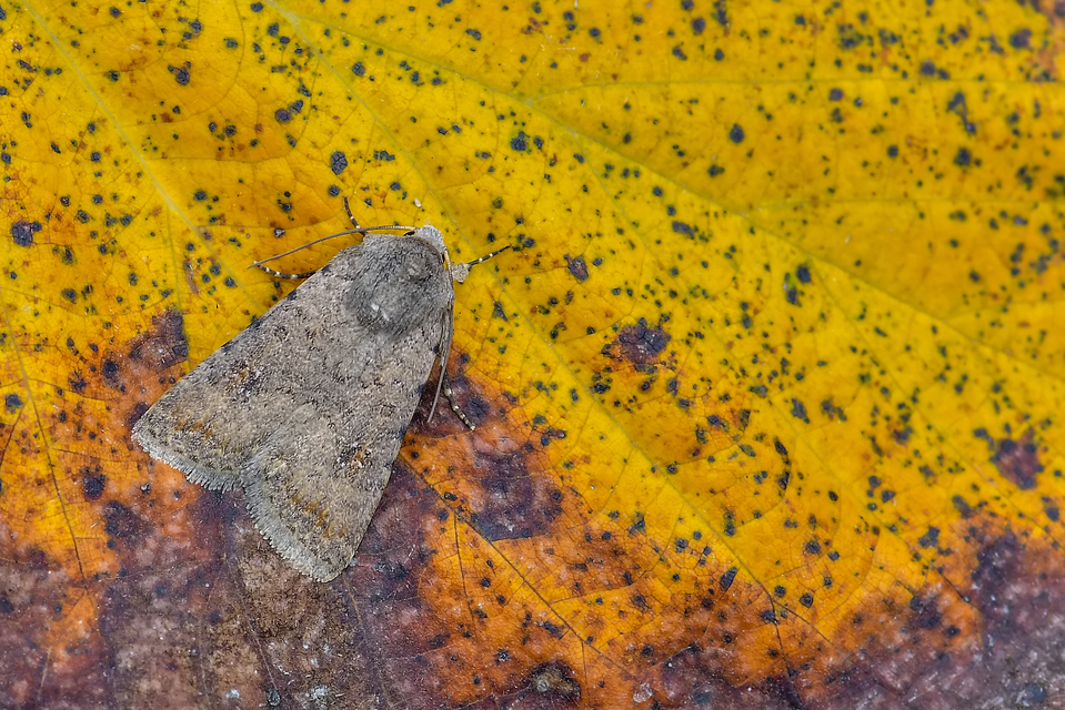 Paradrina clavipalpis - közönséges selymesbagoly