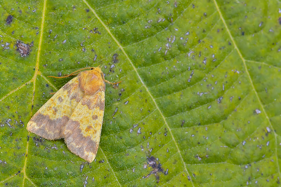 Tiliacea aurago - aranyló sárgabagoly