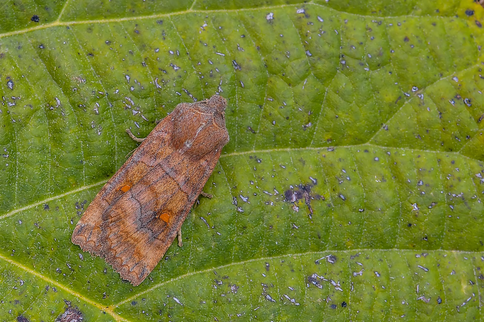 Eupsilia transversa - holdacskás télibagoly
