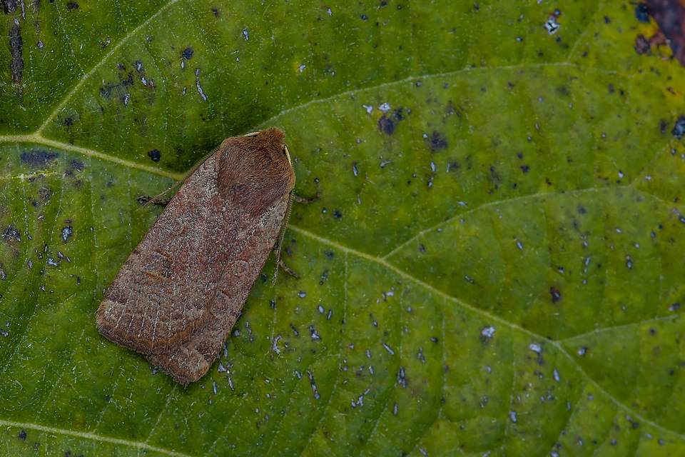 Conistra erythrocephala - vörösfejű őszibagoly