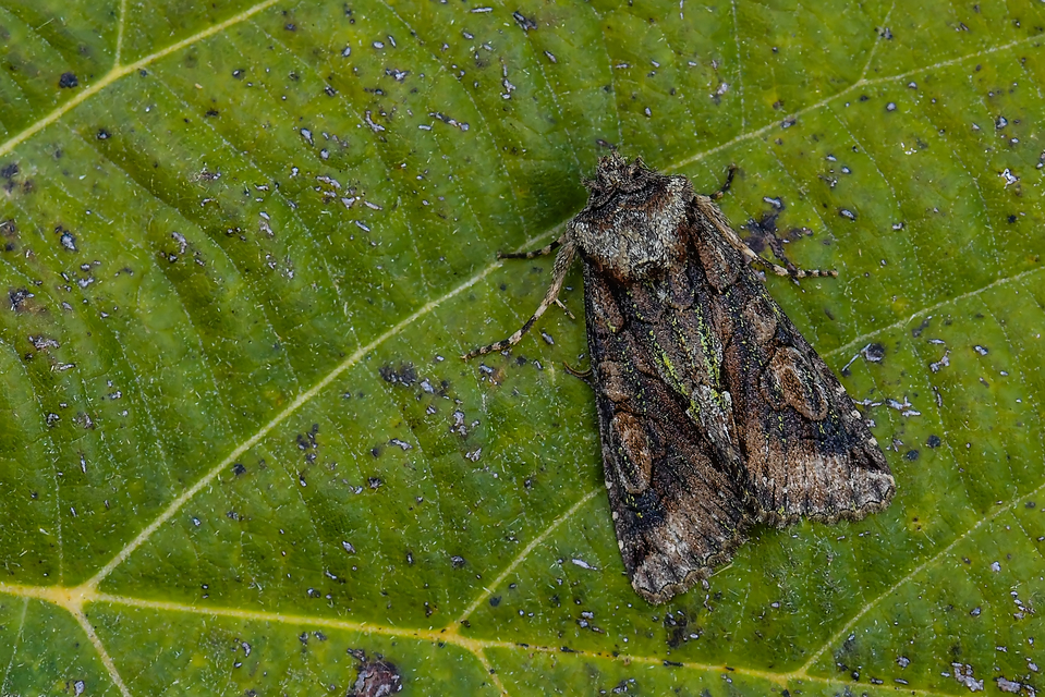 Allophyes oxyacanthae - galagonyabagoly