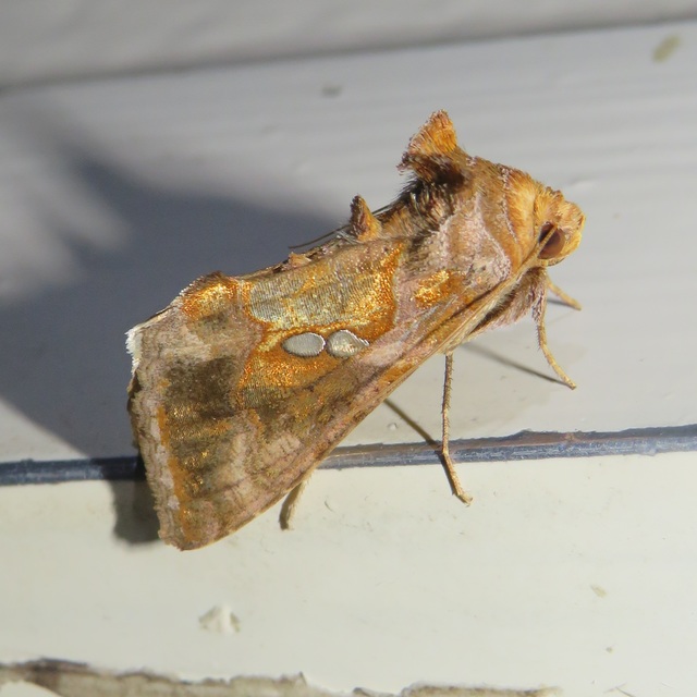 Chrysodeixis chalcites - déli aranybagoly