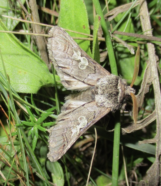 Diloba caeruleocephala - őszi kékesbagoly