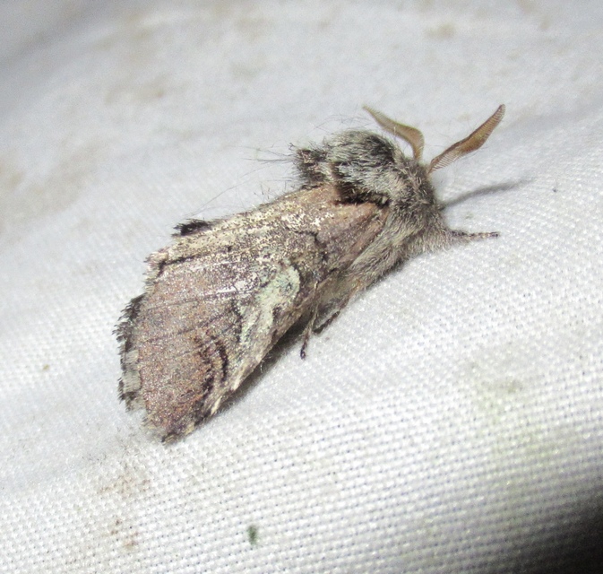 Diloba caeruleocephala - őszi kékesbagoly