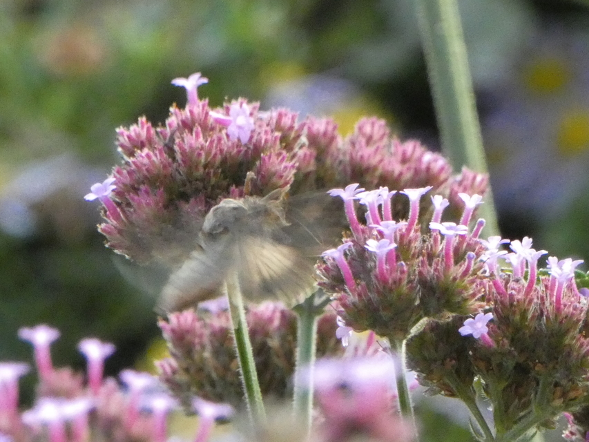 Autographa gamma - gammalepke