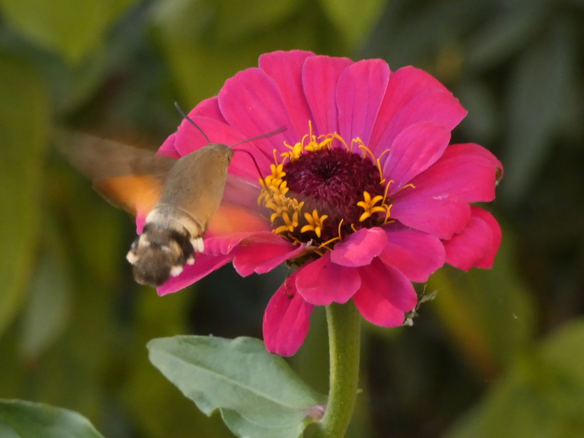 Macroglossum stellatarum - kacsafarkú szender