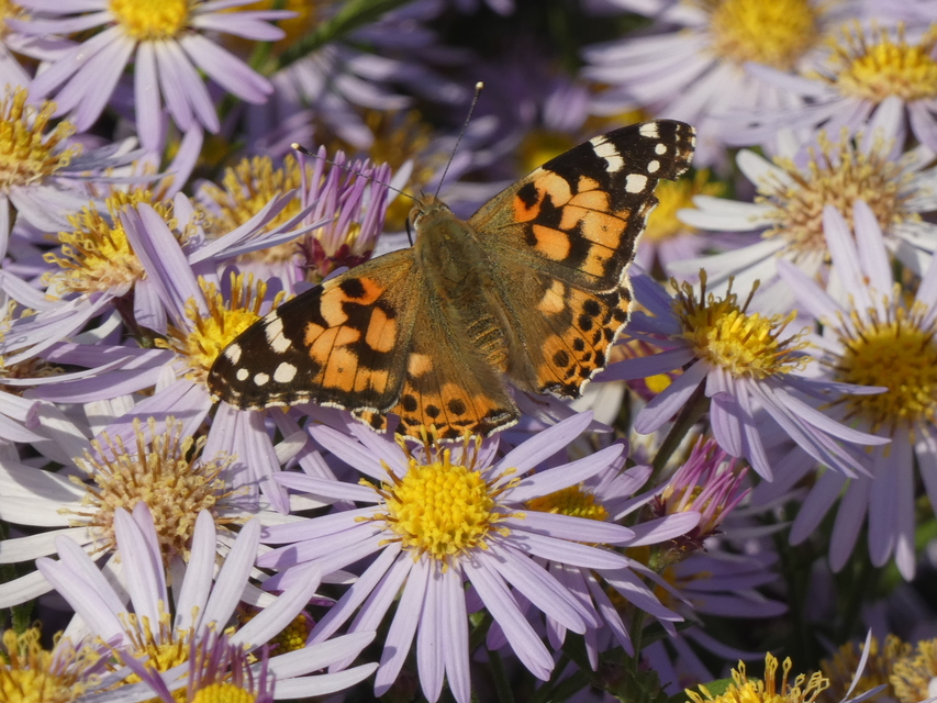 Vanessa cardui - bogáncslepke
