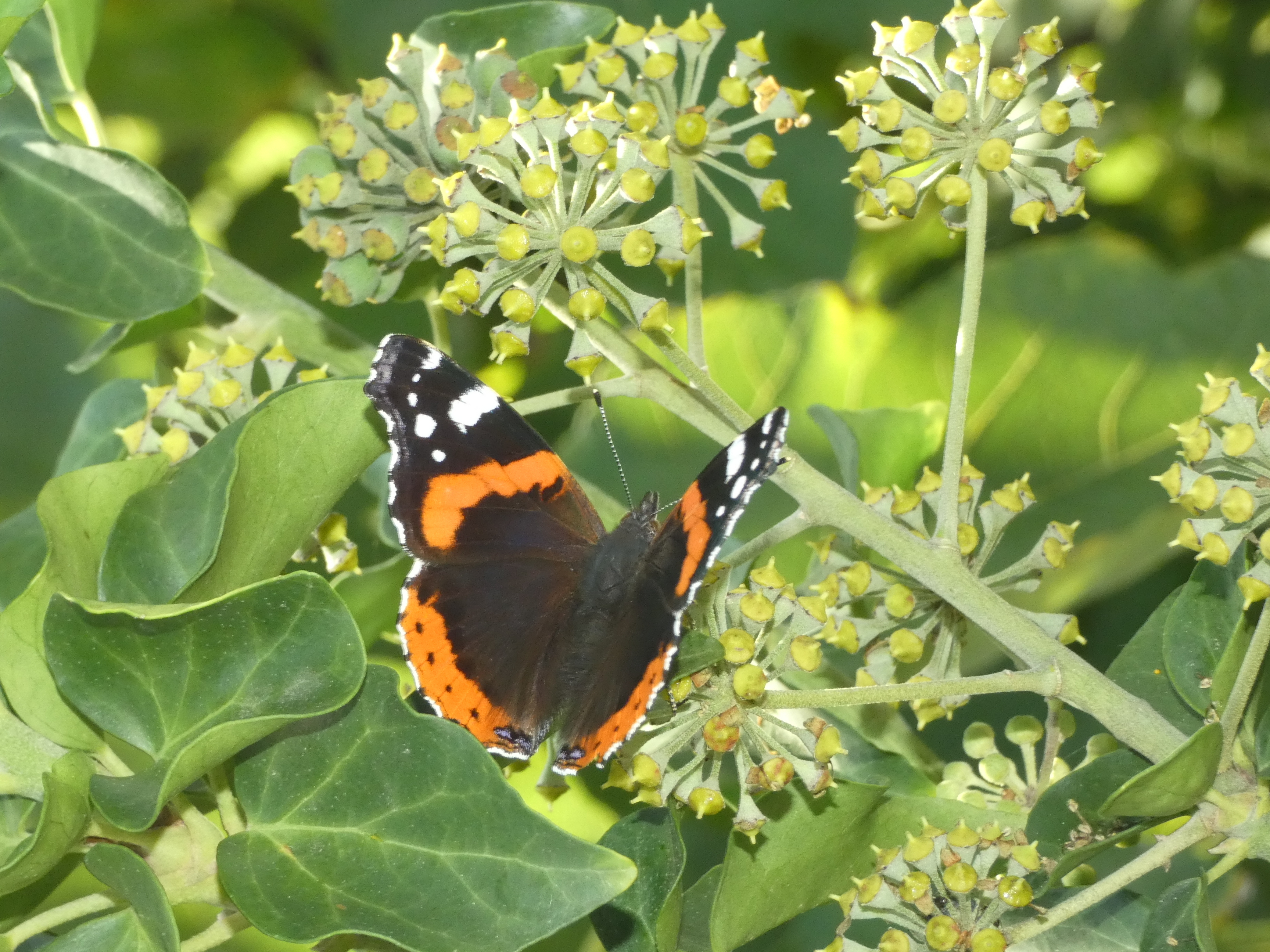 Vanessa atalanta - atalantalepke