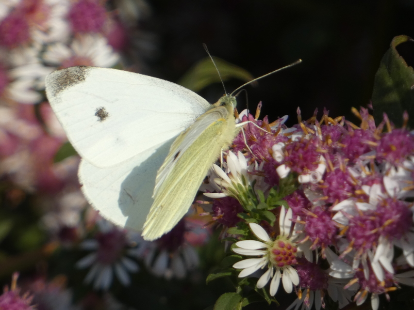 Pieris rapae - répalepke