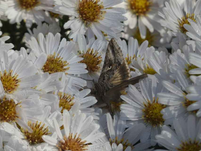 Autographa gamma - gammalepke
