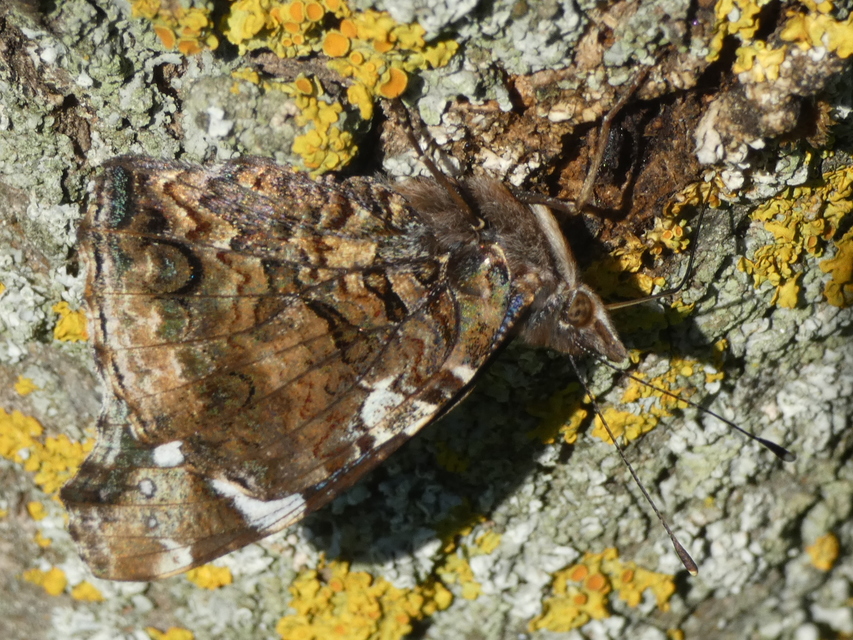 Vanessa atalanta - atalantalepke