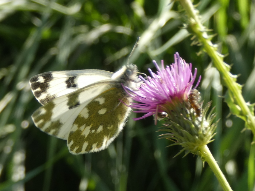 Pontia edusa - rezedalepke