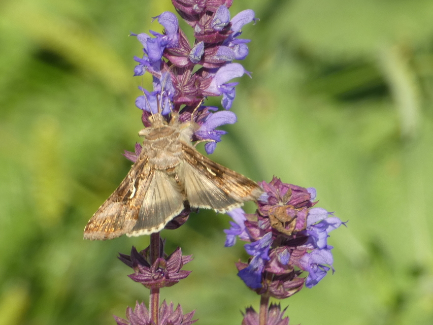 Autographa gamma - gammalepke
