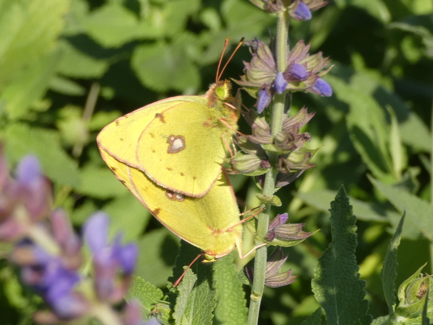 Colias hyale - kéneslepke