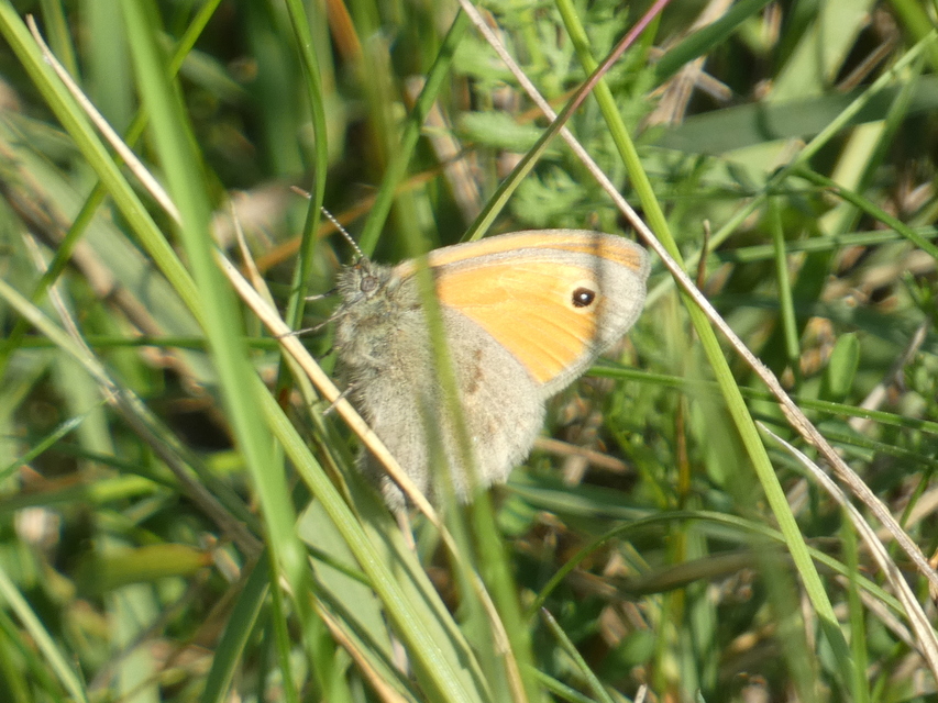 Coenonympha pamphilus - kis szénalepke