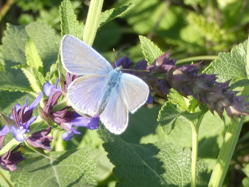 Polyommatus icarus - közönséges boglárka