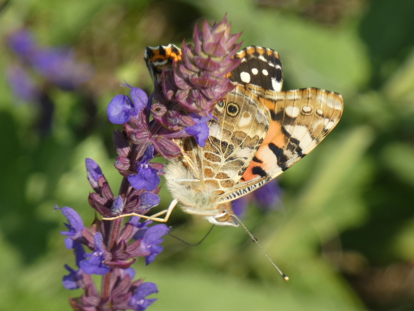 Vanessa cardui - bogáncslepke