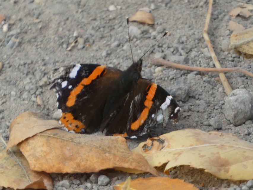 Vanessa atalanta - atalantalepke