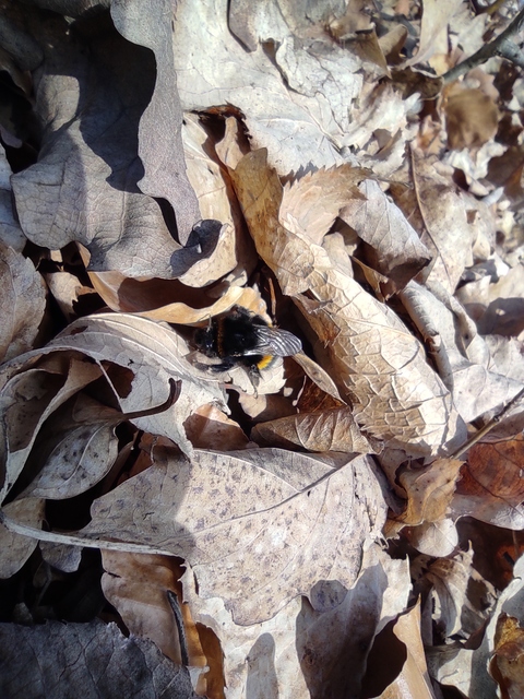 Bombus terrestris - földi poszméh