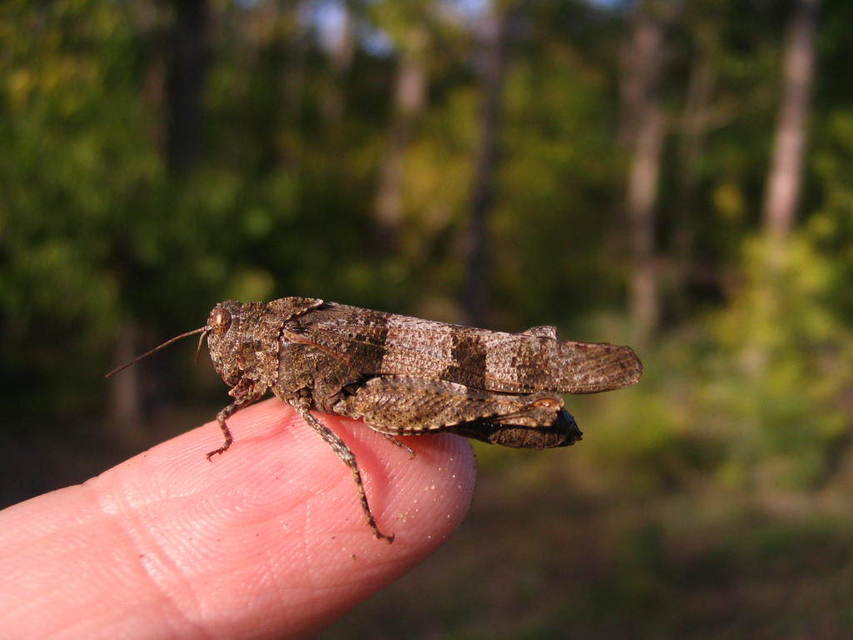 Oedipoda caerulescens - kékszárnyú sáska
