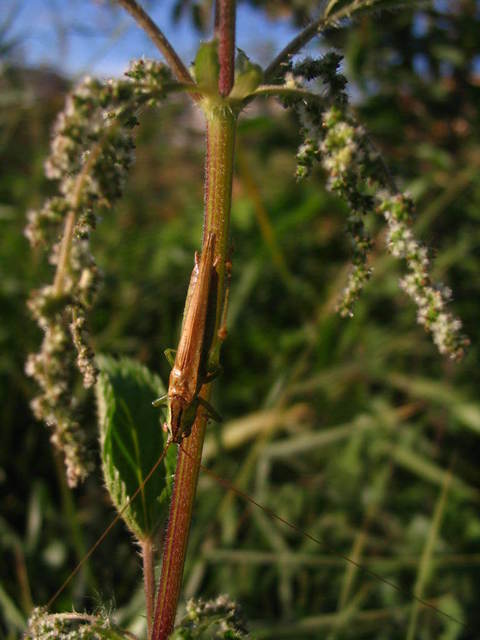 Conocephalus fuscus - kis kúpfejűszöcske