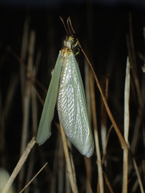 Myrmecaelurus trigrammus - hangyafarkas