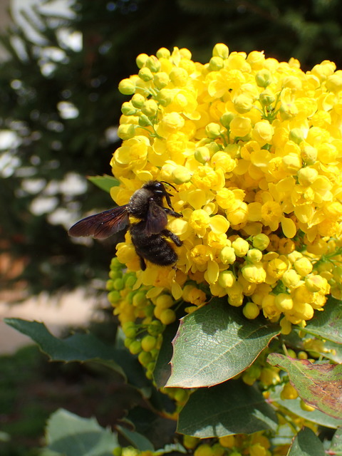 Xylocopa violacea - kék fadongó