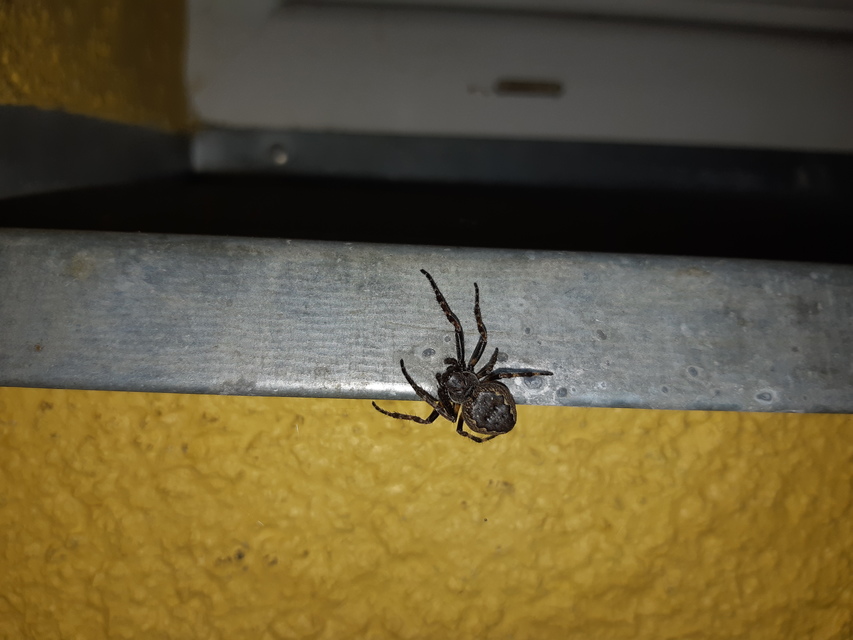 Nuctenea umbratica - közönséges rés-keresztespók