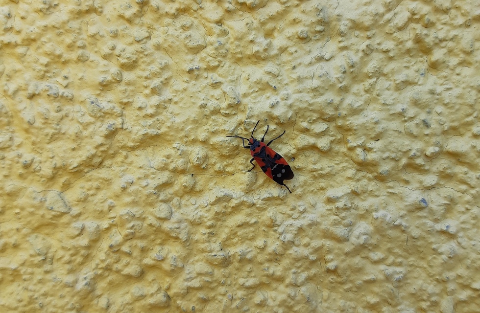 Lygaeus equestris/simulans