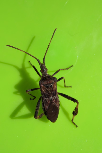 Leptoglossus occidentalis - nyugati levéllábú poloska