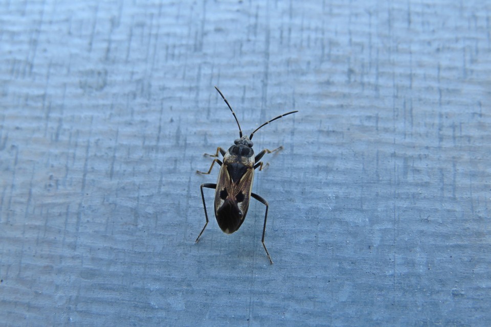 Rhyparochromus vulgaris - közönséges díszesbodobács