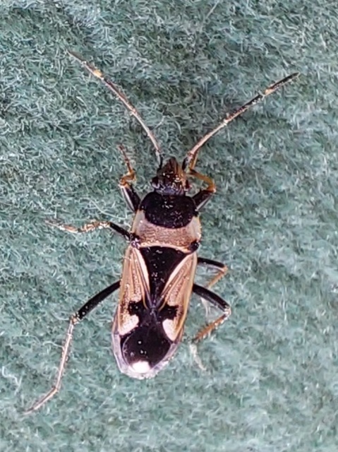 Rhyparochromus vulgaris - közönséges díszesbodobács