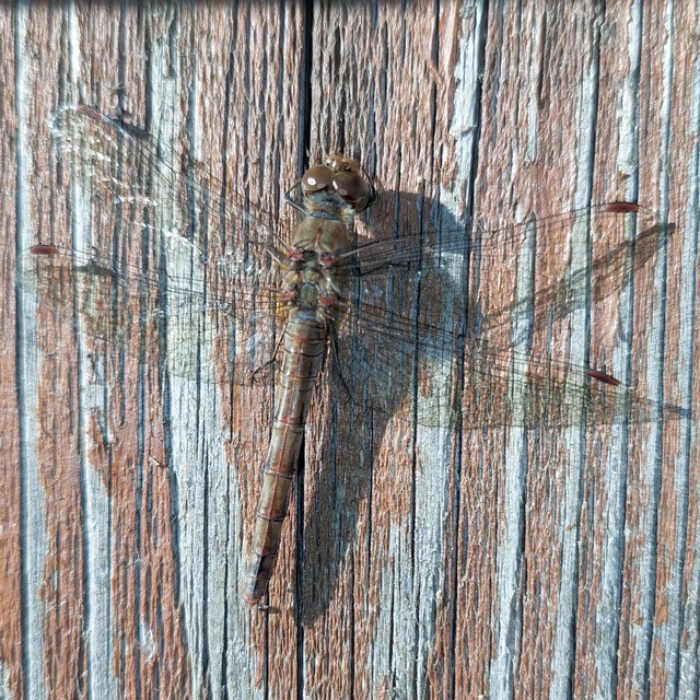 Sympetrum striolatum - harántsávos katona-szitakötő