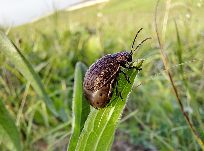 Galeruca pomonae - barna olajosbogár