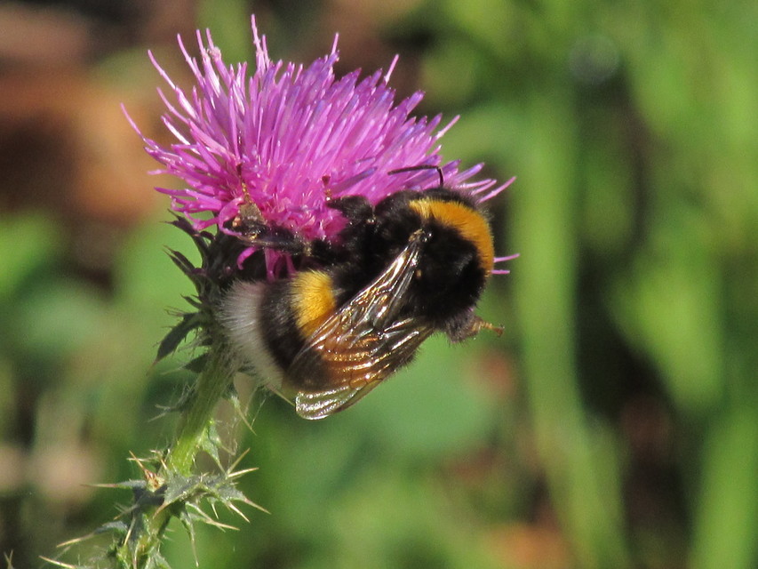 Bombus terrestris/lucorum