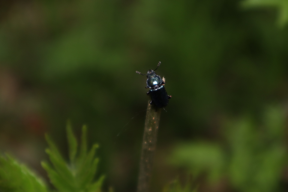 Platycerus caraboides - kis fémesszarvasbogár