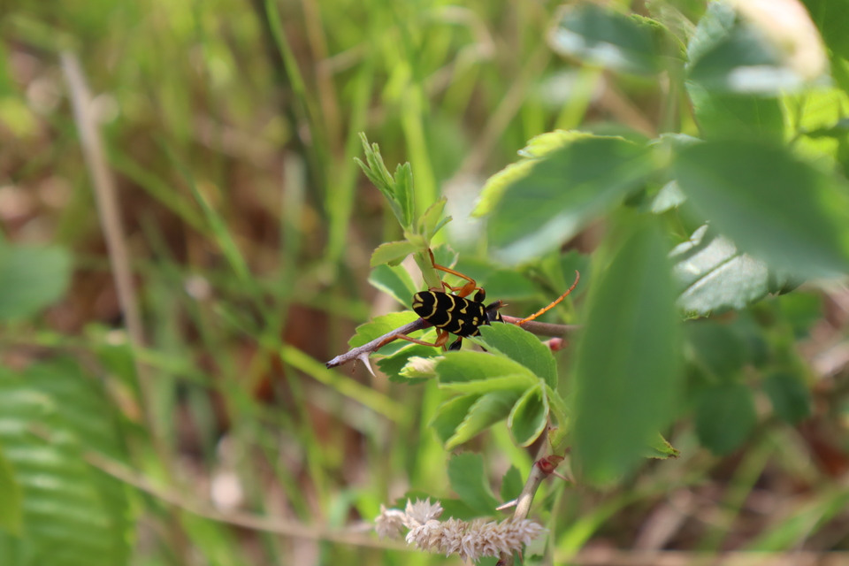 Plagionotus arcuatus - bársonyos darázscincér