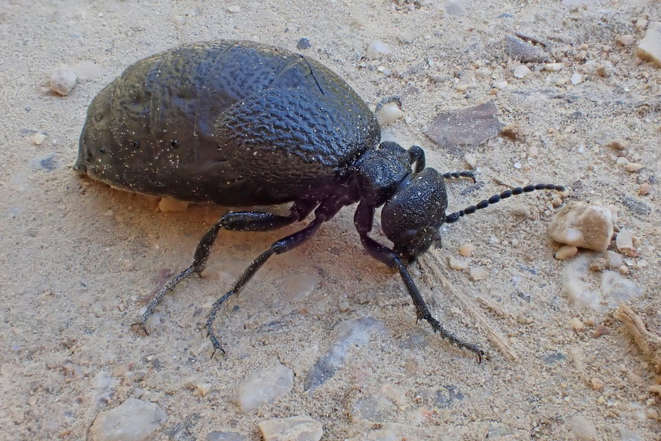 Meloe rugosus - ráncos nünüke