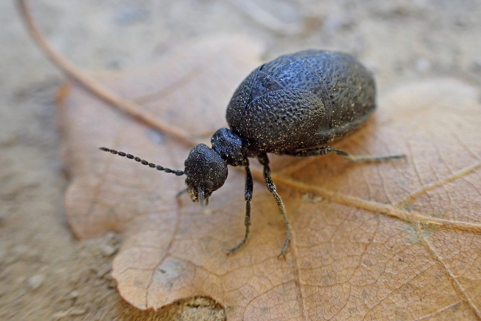Meloe rugosus - ráncos nünüke